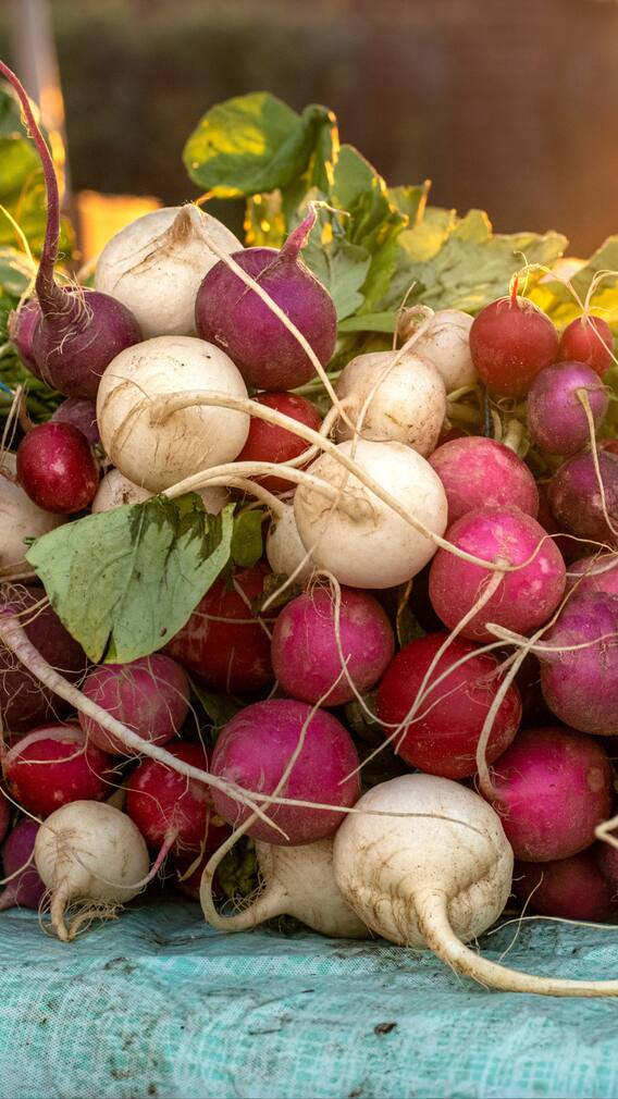 9 Power Packed Health Benefits Of Radish