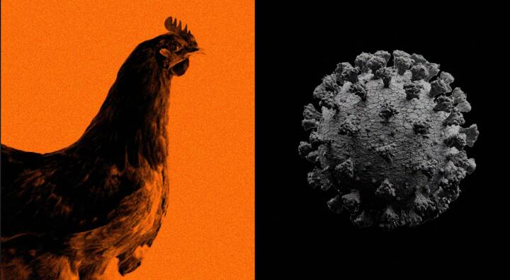 बर्ड फ्लू चा H5N1हा विषाणू पक्षांपासून माणसालाही होऊ शकतो .त्यामुळे पोल्ट्री व्यवसायिकांच्या चिंतेत भर पडली आहे .तसेच मांसाहार करणाऱ्या गावकऱ्यांमध्ये ही भीतीचे वातावरण आहे .