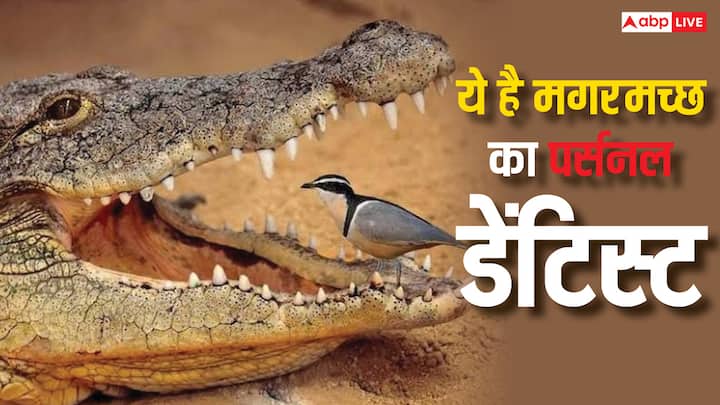 Personal Dentist Of Crocodile: इंसान के दांतों की कोई तकलीफ या कैविटी को डेंटिस्ट दूर करता है, लेकिन मगरमच्छ के दांतों की सफाई एक निडर पक्षी करता है. जो कि उसके मुंह से खाना चुगता है.
