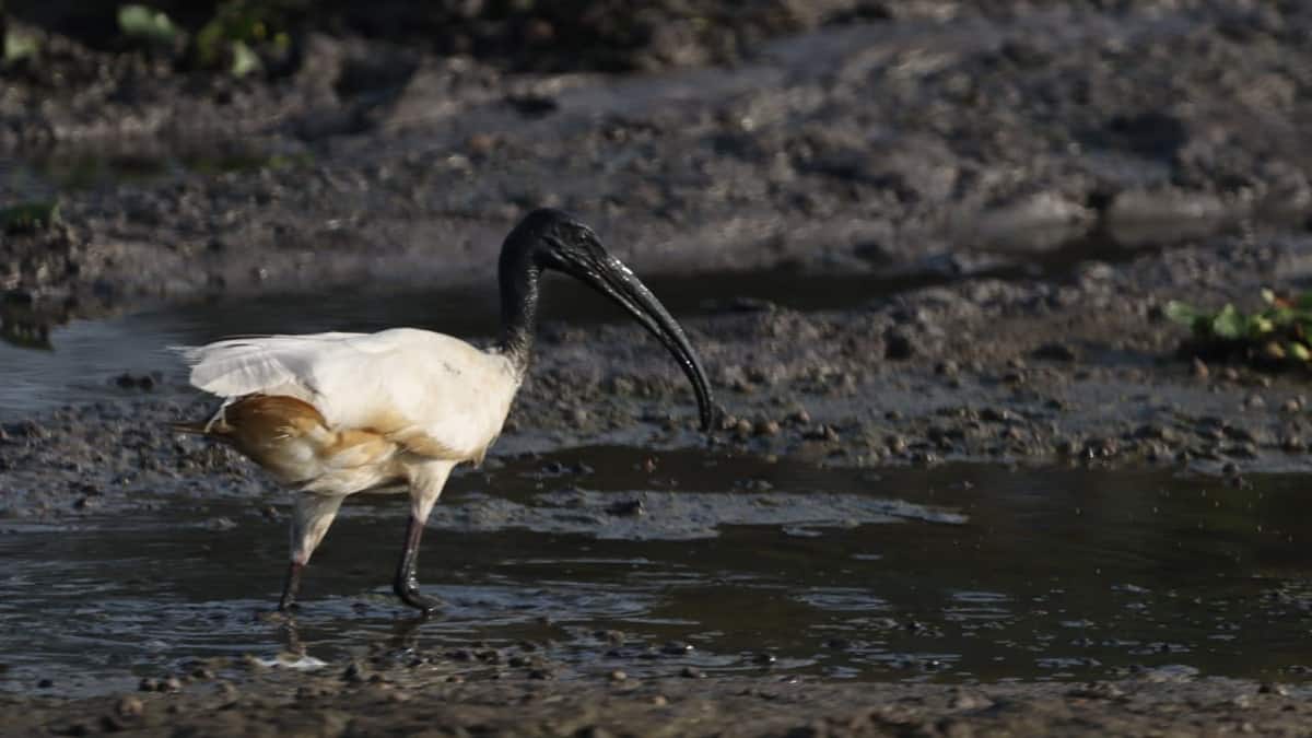 வலசை பறவைகள் வரத்து குறைந்தது... ஏன் தெரியுங்களா?