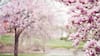 5 Beautiful Destinations In India To Experience Spring Season