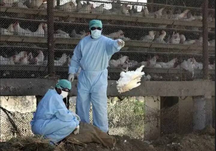 दरम्यान पहिल्या बर्ड्स लिव्हच्या संशयीत रुग्णाचा पुणे प्रयोगशाळेत पाठवलेला अहवाल निगेटिव्ह आल्याने गावकऱ्यांनी सुस्कारा सोडलाय .