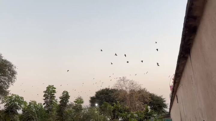 धाराशिवच्या ढोकी गावात काही दिवसांपूर्वी कावळे पटापट मरून पडल्याने प्रशासन सतर्क झाले होते .