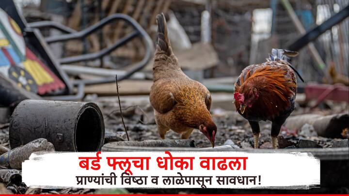 आता पुन्हा एकदा बर्ड फ्लूने डोके वर काढले असून धाराशिव जिल्ह्यात बर्ल्ड फ्लूची एन्ट्री झाल्याने पशुसंवंर्धन विभागासाह ग्रामपंचायतही अलर्ट मोडवर आली आहे.