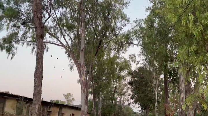 भोपाळ येथील प्रयोगशाळेत पाठवण्यात आलेले कोंबड्यांचे अहवाल पॉझिटिव्ह आले असून कोंबड्यांना बर्ड फ्लूची लागण झाल्याचे समोर आले आहे .