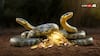 Snakes Life Inside Ground: क्या सच में जमीन में गड़े खजाने की रक्षा करते हैं सांप, इतने दिनों तक जिंदा कैसे रहते हैं ये