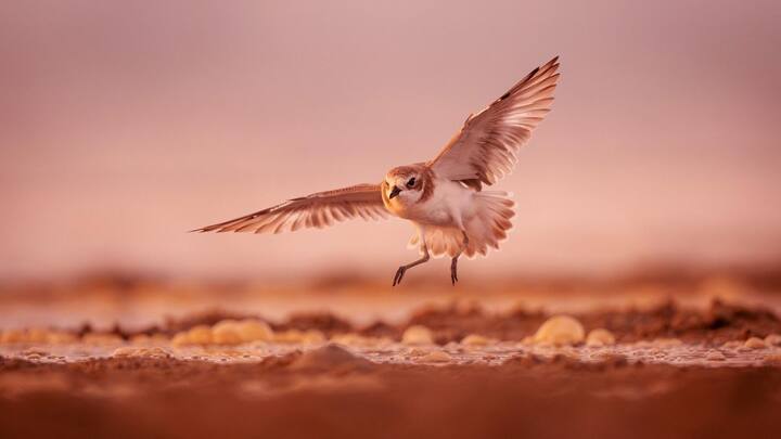 खास बात ये है कि ये प्रक्रिया सालों से चली आ रही है, जहां एक निडर पक्षी शिकारी के मुंह से अपना निवाला चुगता है.