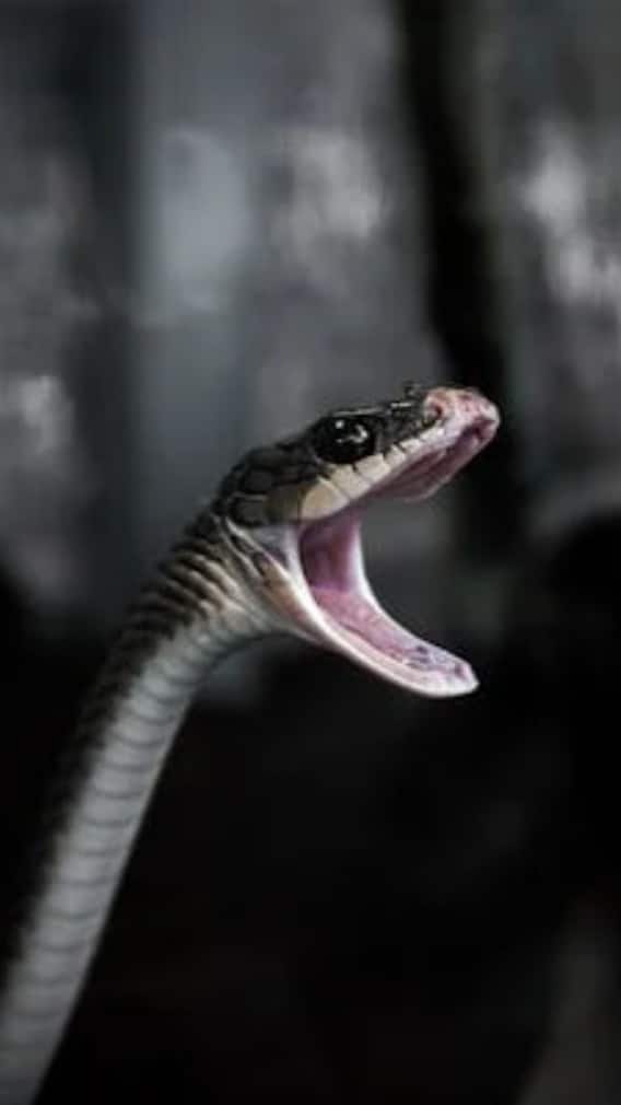 भारत के किस राज्य में मिलते हैं इच्छाधारी नाग-नागिन?