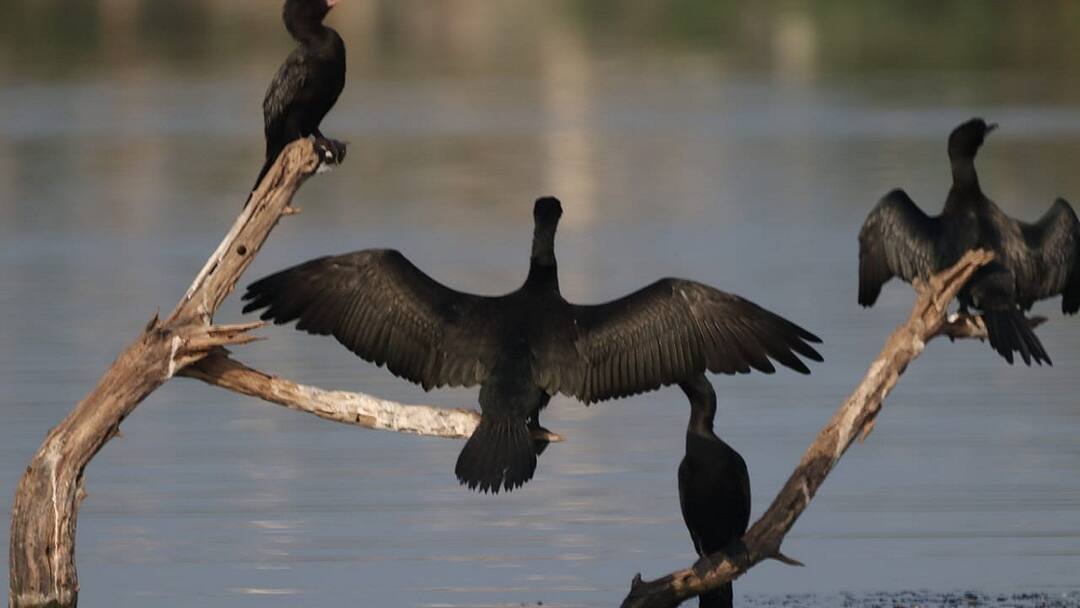 வலசை பறவைகள் வரத்து குறைந்தது... ஏன் தெரியுங்களா?