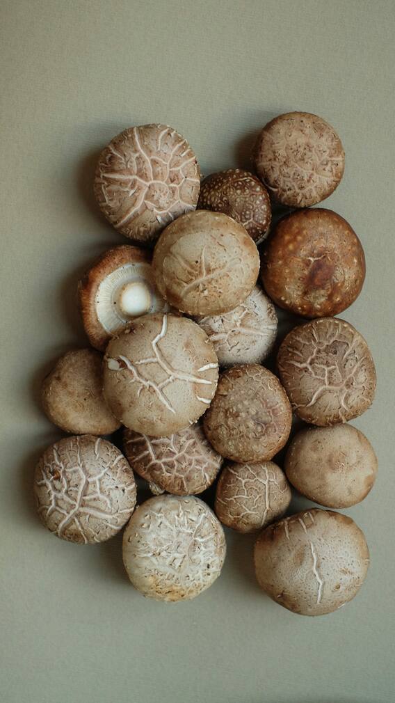 ਘਰ ਦੇ ਕਮਰੇ ‘ਚ ਇਸ ਤਰੀਕੇ ਨਾਲ ਕਰੋ ਮਸ਼ਰੂਮ ਦੀ ਖੇਤੀ