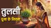 Tulsi Puja: क्या हम तुलसी के पौधों को गन्ने का रस चढ़ा सकते हैं?