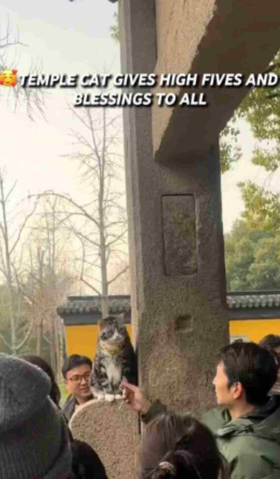 मंदिर में बिल्ली बन गई पुजारी, लोगों को दे रही आशीर्वाद