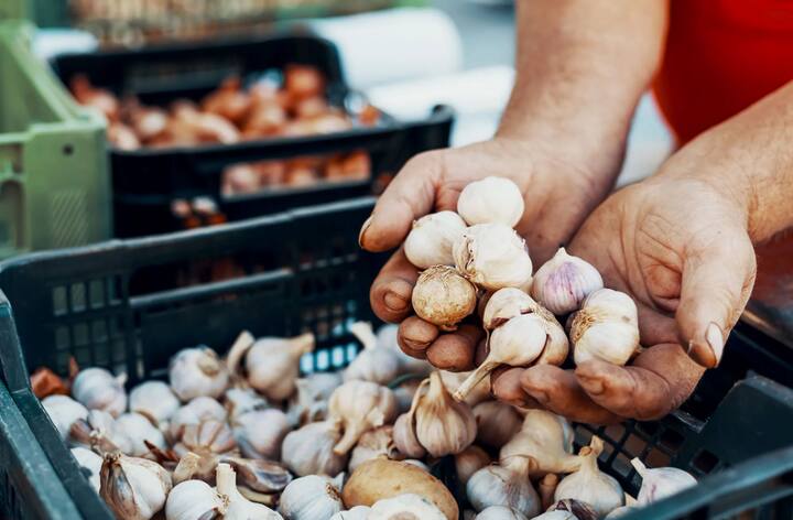 चार महिन्यातच चार ते पाच लाख रुपयांचा नफा मिळत असल्याने जरे केवळ लसूण शेतीवरच भर देतात.