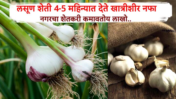 लसूण खात्रीशीर नफा देणारा असला तरी 4-5 महिन्यांचे पीक असणाऱ्या लसून शेतीचं कसे नियोजन करता येईल, ते या शेतकऱ्यानंही सांगितलंय.