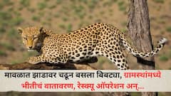 Leopard: मावळात झाडावर चढून बसला बिबट्या, ग्रामस्थांमध्ये भीतीचं वातावरण, रेस्क्यू ऑपरेशन अन्...