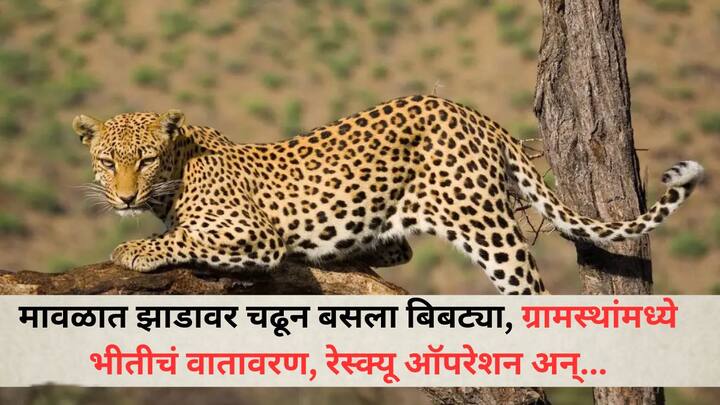 Leopard in Maval: हा बिबट्या एका झाडावर निवांत बसला होता, मावळ वनविभागाचे पथक आंबेगाव येथे दाखल झाले.