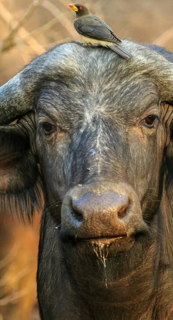 क्या है असली मुर्रा भैंस की पहचान?