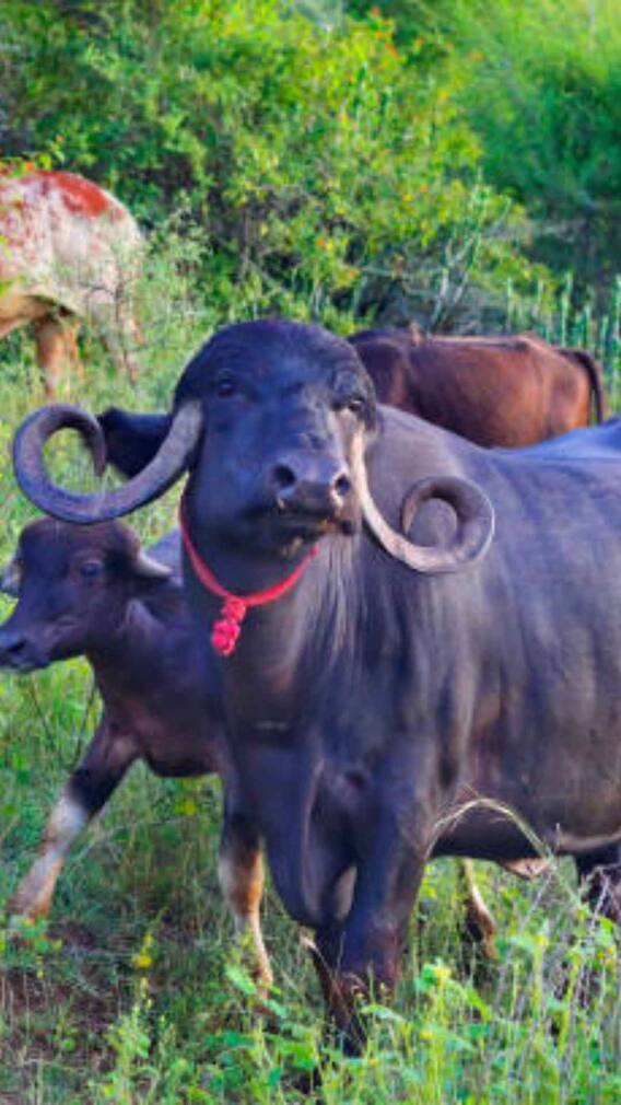 भैंस के दूध का फैट कैसे बढ़ता है?