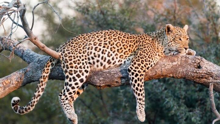 या गावातील एक शेतकरी शेतात जात असताना हा बिबट्या त्याच्या अंगावर धावून आला यात शेतकरी किरकोळ जखमी झाला आहे. ज्या ठिकाणी हा बिबट्या आला आहे, त्याठिकाणी पर्यटक मोठ्या संख्येने येतात.