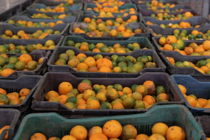 ABP News संतरे को प्रोसेस करने वाला एशिया का सबसे बड़ा प्लांट होगा पतंजलि मेगा फूड एंड हर्बल पार्क, 9 मार्च को होगा उद्घाटन