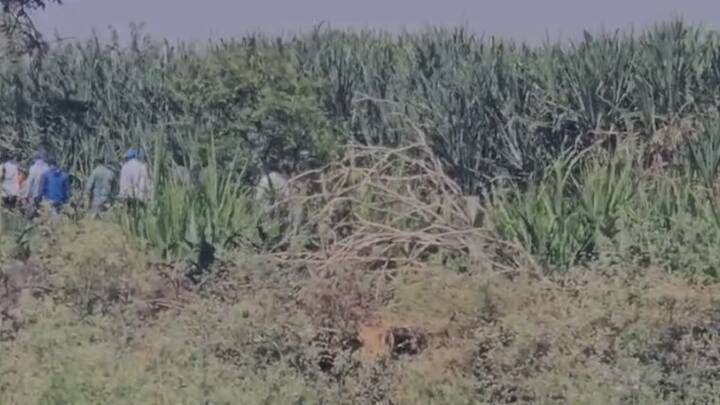 दत्ता गाडे जेव्हा गावच्या शिवारात लपुन बसला होता तेव्हा त्याने त्याच्याकडील मोबाईल शेतात फेकुन दिला होता.