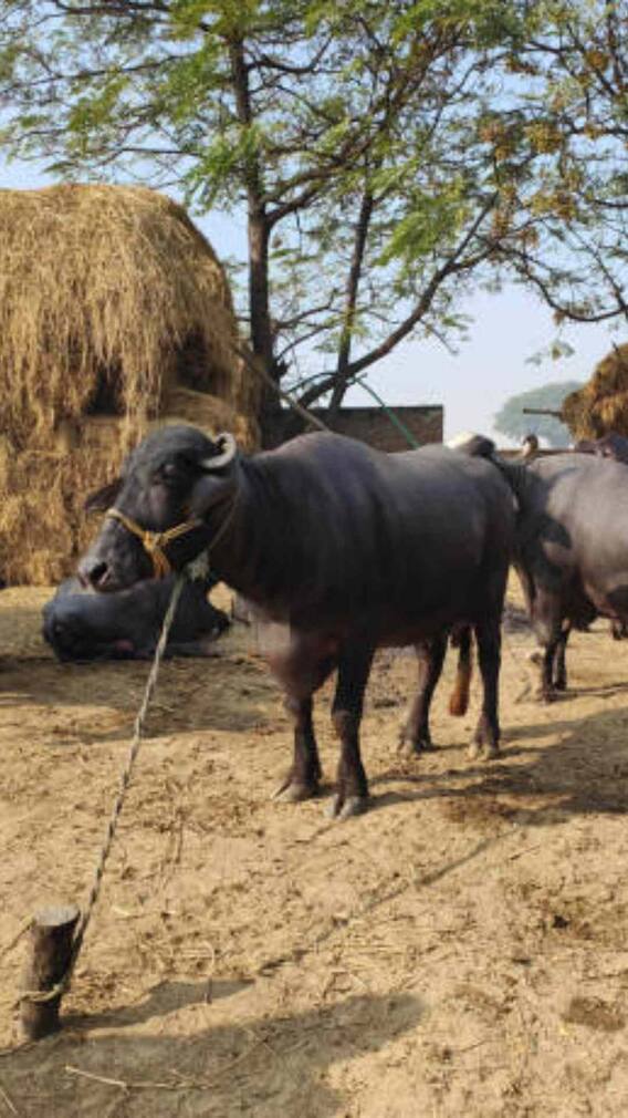 20 लीटर दूध देने वाली भैंस कितने की मिलती है?