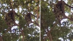 Leopard: मावळात झाडावर चढून बसला बिबट्या, ग्रामस्थांमध्ये भीतीचं वातावरण, रेस्क्यू ऑपरेशन अन्...