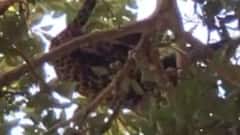 Leopard: मावळात झाडावर चढून बसला बिबट्या, ग्रामस्थांमध्ये भीतीचं वातावरण, रेस्क्यू ऑपरेशन अन्...