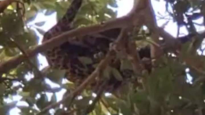 मावळ तालुक्यातील पवना धरण परिसरात आंबेगाव येथे दिवसा बिबट्या आल्याने, स्थानिक ग्रामस्थामध्ये भीतीचे वातावरण निर्माण झाले आहे.