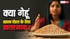 Myths Vs Facts: गेहूं को सेहत के लिए खतरनाक क्यों मानते हैं हेल्थ एक्सपर्ट? जान लीजिए जवाब