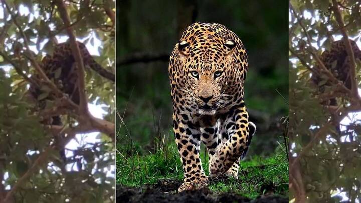 या बिबट्याला अखेर जेरबंद करण्यात आलं आहे.