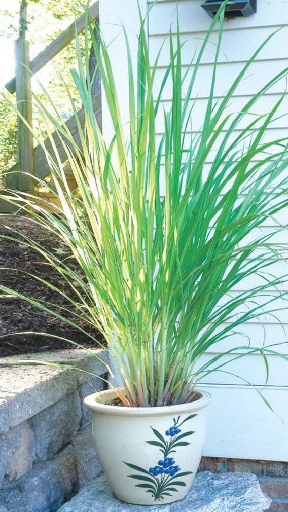 9 Powerful Plants That Naturally Keep Mosquitoes Away