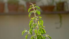 Tulsi Benefits: ঝকঝকে ত্বক চাই? হাতের কাছেই সমাধান, কেন ব্যবহার করবেন তুলসি?