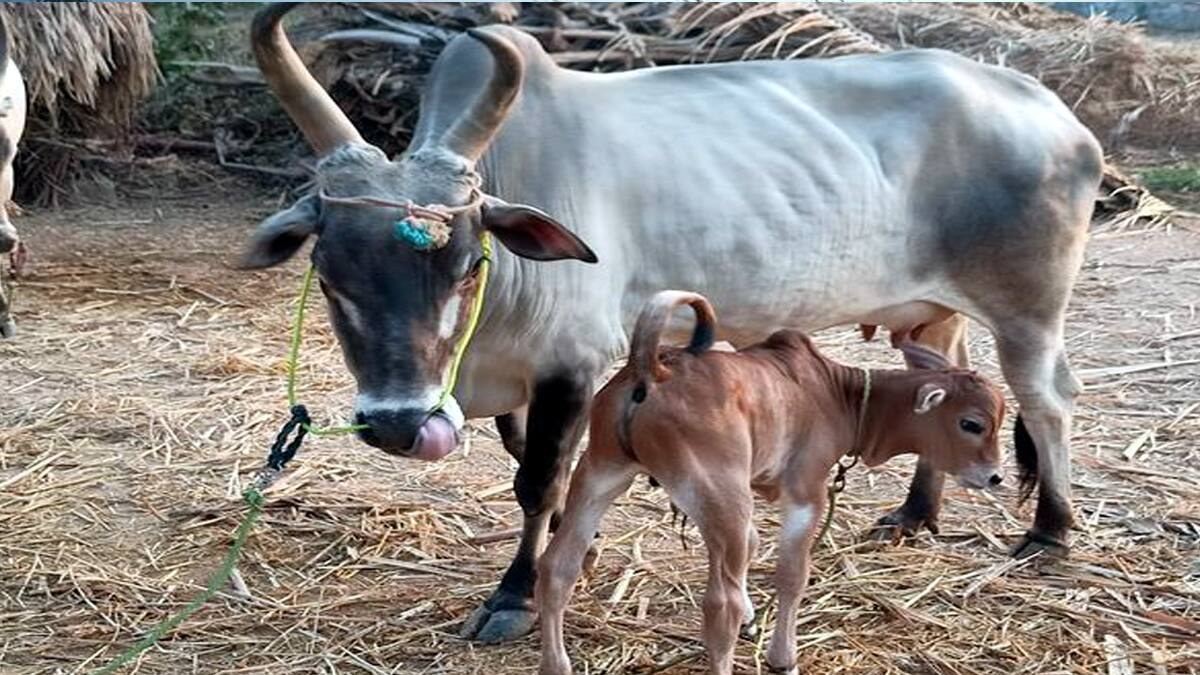 மாடுகளுக்கு சினைப் பிடிக்கும் சதவீதம் குறைவு! கால் நடை மருத்துவர்கள் கூறும் காரணம் என்ன?