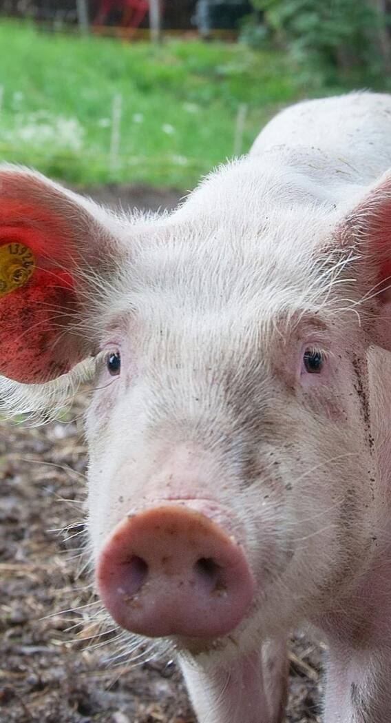सूअर की सबसे अच्छी नस्ल कौन सी है?