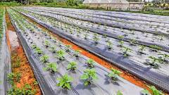 किसानों के लिए खुशखबरी अब मल्चिंग अपनाने पर मिलेगा 50% अनुदान, जानिए कैसे करें आवेदन