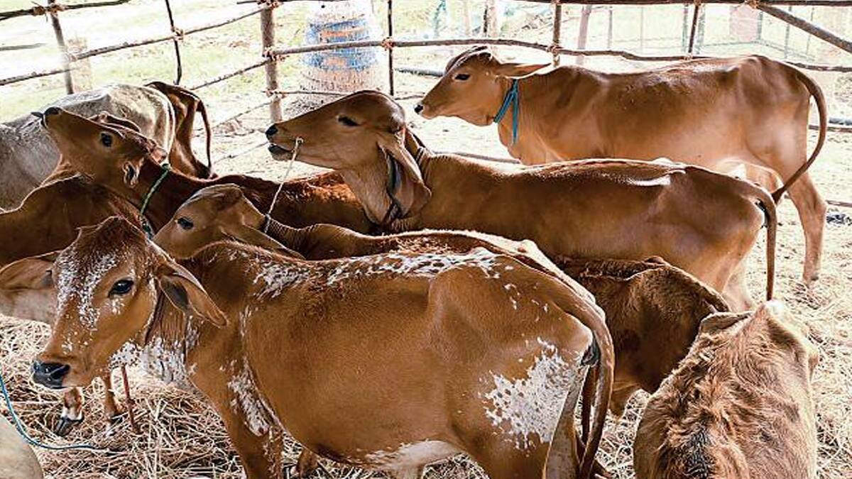 மாடுகளுக்கு சினைப் பிடிக்கும் சதவீதம் குறைவு! கால் நடை மருத்துவர்கள் கூறும் காரணம் என்ன?