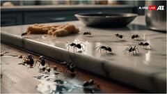 किचन में कभी भी नहीं घुसेंगी चींटियां, बस अपना लें ये जरूरी टिप्स