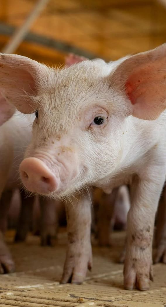 सूअर पालन में कितना मुनाफा होता है?