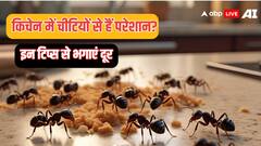 किचन में कभी भी नहीं घुसेंगी चींटियां, बस अपना लें ये जरूरी टिप्स