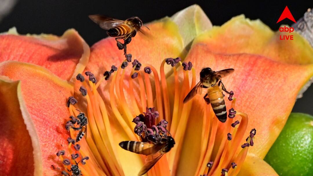 West Bengal Weather Update South Bengal Summer Forecast North Bengal Rain Forecast Weather Update: চড়ছে পারদ, মার্চেই অস্বস্তি দক্ষিণবঙ্গে; উত্তরে বৃষ্টির ভ্রুকুটি