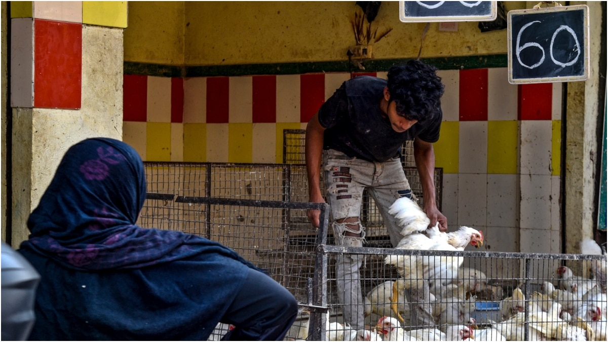 Bird Flu: झारखंड में खत्म नहीं हुआ बर्ड फ्लू का खतरा, रांची के बाद अब बोकारो में नए मामले