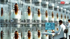 गाय के दूध से ज्यादा फायदेमंद है कॉकरोच का दूध? ये क्या दावा कर गए वैज्ञानिक, हैरान रह जाएंगे आप