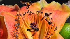 Holi Weather Update: দোলের আগেই তীব্র দহনজ্বালা বঙ্গে, চড়ছে তাপমাত্রার পারদ