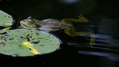 Animals Hibernate In Summer: गर्मी शुरू होते ही गहरी नींद में चले जाते हैं ये जानवर, क्या पूरे सीजन नहीं खाते खाना?