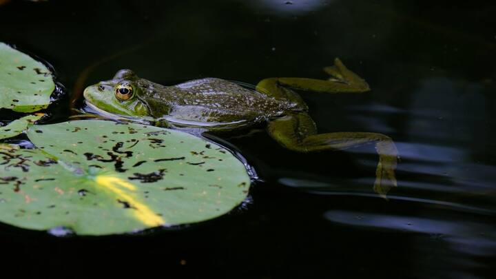 इस लिस्ट में पहला नाम मेढ़क का है. मेढ़क ज्यादा तेज गर्मी होने पर पानी में ठंडी जगह पर सोने के लिए चले जाते हैं और बरसात के वक्त बाहर निकलते हैं. ये पानी में ही छोटे-छोटे जंतुओं का शिकार करके खाते हैं.