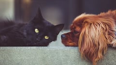 Dog And Cat Clearly See At Night: रात में कैसे देख लेते हैं कुत्ते और बिल्ली, इंसानों से कितनी अलग होती है इनकी आंख?