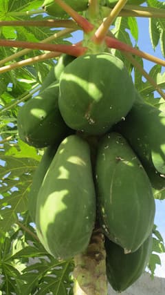 பப்பாளி விதையை சாப்பிடுவதால் இவ்வளவு நன்மைகளா?