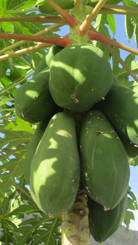 பப்பாளி விதையை சாப்பிடுவதால் இவ்வளவு நன்மைகளா?