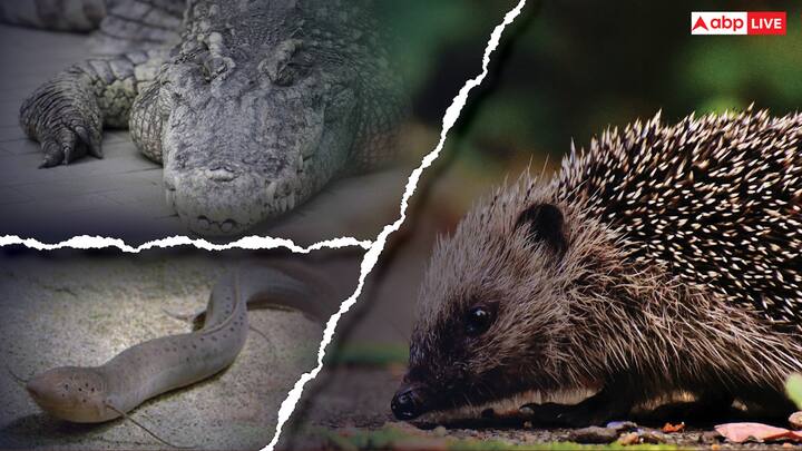 Animals Hibernate In Summer: इंसानों की तरह कुछ जानवर ऐसे होते हैं जो कि ज्यादा गर्मी सहन नहीं कर पाते हैं, ऐसे में वो छिपने के लिए ठंडे स्थान की तलाश करते हैं. ये ठंडे मौसम में बाहर निकलते हैं.